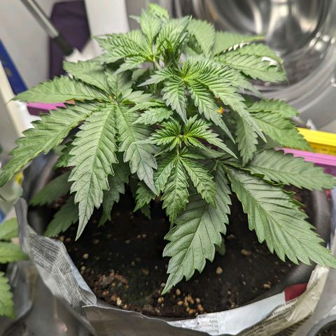 Fastbuds Ztrawberries Auto growlog photo: Gegossen mit normalem Düngerverhältnis und gesund.