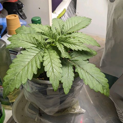 Son of a Peach growlog photo: Gegossen mit normalem Düngerverhältnis und gesund.