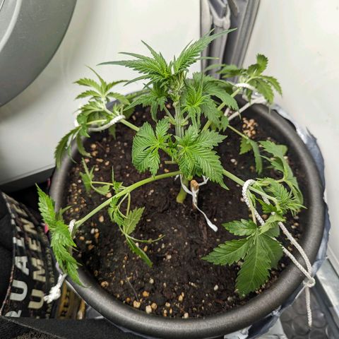 Fastbuds Ztrawberries Auto growlog timeline photo