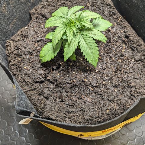 Son of a Peach growlog timeline photo