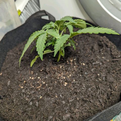 Fat Bastard  growlog timeline photo