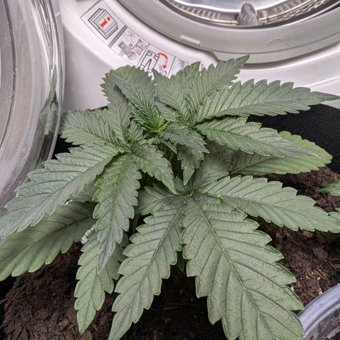 Fat Bastard  growlog photo: Läuft...Das Waschmaschinen-Kind gedeiht prächtig.