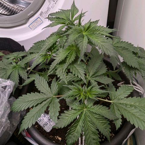 Fastbuds Ztrawberries Auto growlog photo: Zwei Tage nach LST