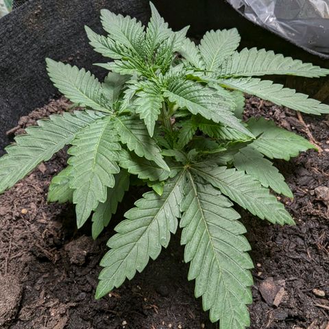 Son of a Peach growlog photo: Macht sich gut.