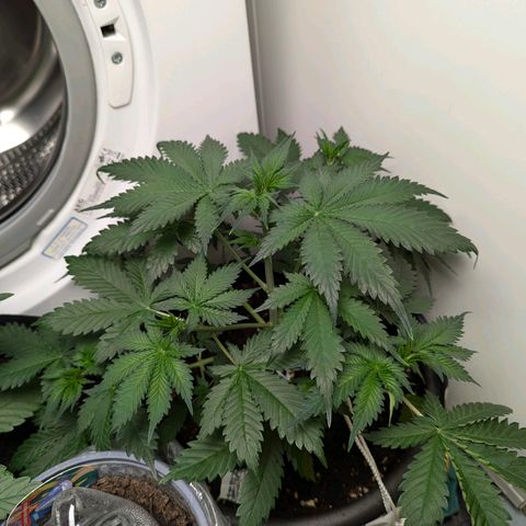 Fastbuds Ztrawberries Auto growlog timeline photo