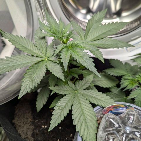 Fat Bastard  growlog timeline photo