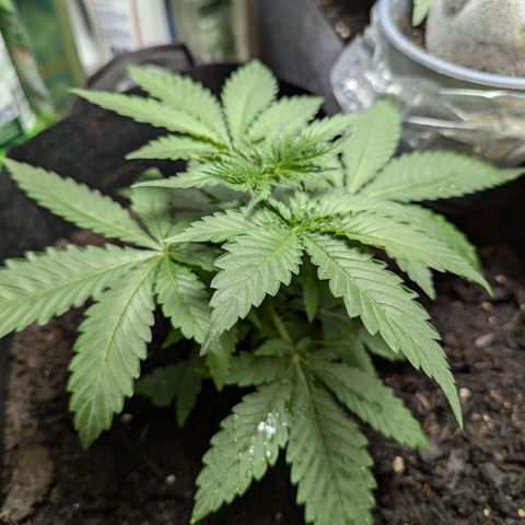 Son of a Peach growlog timeline photo