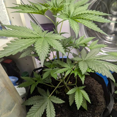 Fat Bastard  growlog timeline photo
