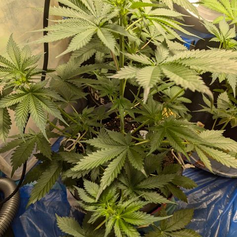 Fastbuds Ztrawberries Auto growlog timeline photo