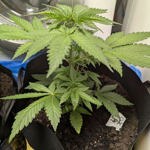 Son of a Peach growlog timeline photo