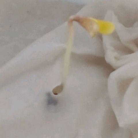 Strawberry Gorilla  growlog photo: Zwei Tage im Taschentuch war schon zu lange. Die Dame hat es eilig...hoffe das bleibt so.