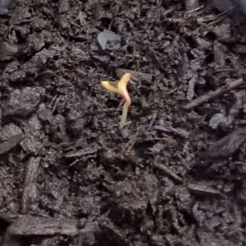 Strawberry Gorilla  growlog photo: Zwei Tage im Taschentuch war schon zu lange. Die Dame hat es eilig...hoffe das bleibt so.