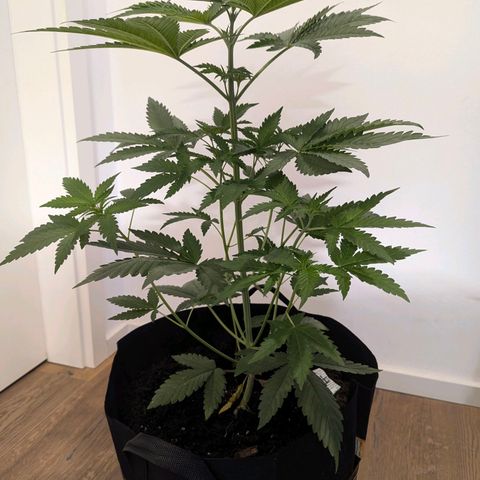 Fat Bastard  growlog timeline photo