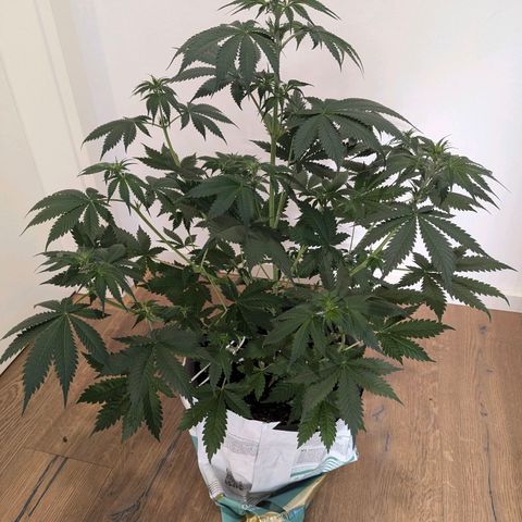 Fastbuds Ztrawberries Auto growlog timeline photo