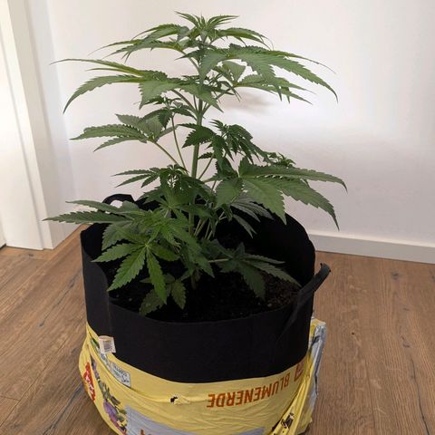 Son of a Peach growlog timeline photo