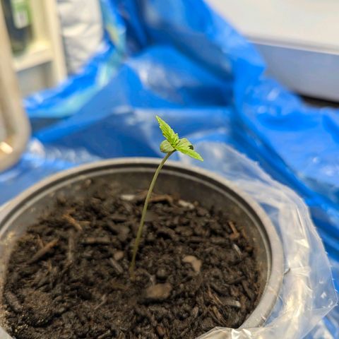 Strawberry Gorilla  growlog timeline photo