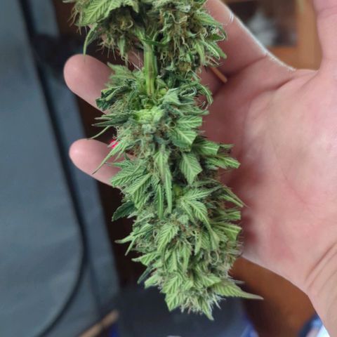 Fastbuds Ztrawberries Auto growlog timeline photo