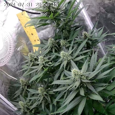 Fat Bastard  growlog timeline photo