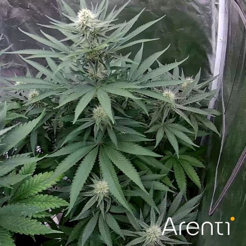 Son of a Peach growlog timeline photo