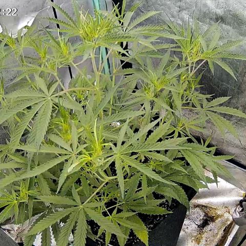 Strawberry Gorilla  growlog timeline photo
