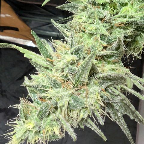 Son of a Peach growlog photo: Untere Triebe haben begonnen zu schimmeln, daher Ernte eine Woche Deals geplant. 