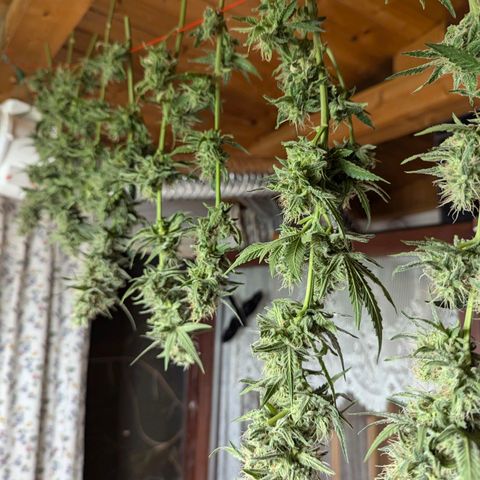 Son of a Peach growlog photo: Untere Triebe haben begonnen zu schimmeln, daher Ernte eine Woche Deals geplant. 