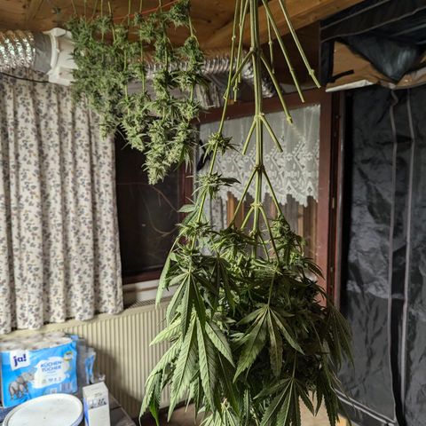 Son of a Peach growlog photo: Untere Triebe haben begonnen zu schimmeln, daher Ernte eine Woche Deals geplant. 