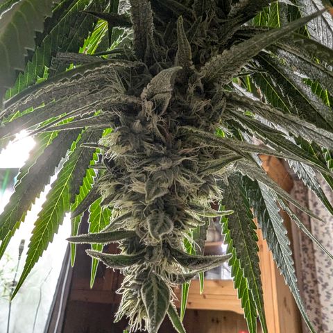Son of a Peach growlog photo: Untere Triebe haben begonnen zu schimmeln, daher Ernte eine Woche Deals geplant. 