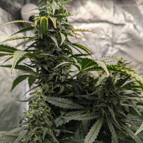 Fat Bastard  growlog photo: Two more weeks...