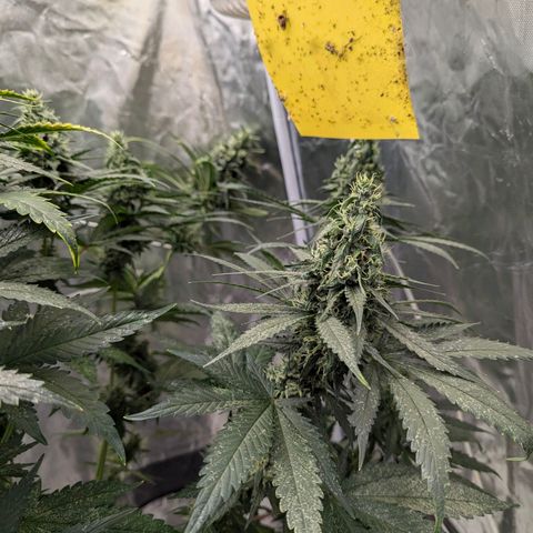 Fat Bastard  growlog photo: Two more weeks...