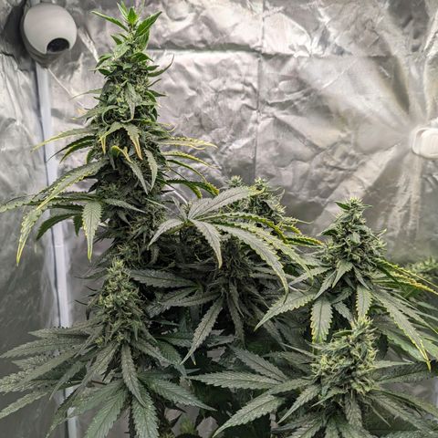 Fat Bastard  growlog photo: Two more weeks...