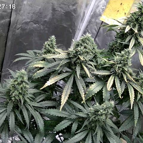Fat Bastard  growlog timeline photo