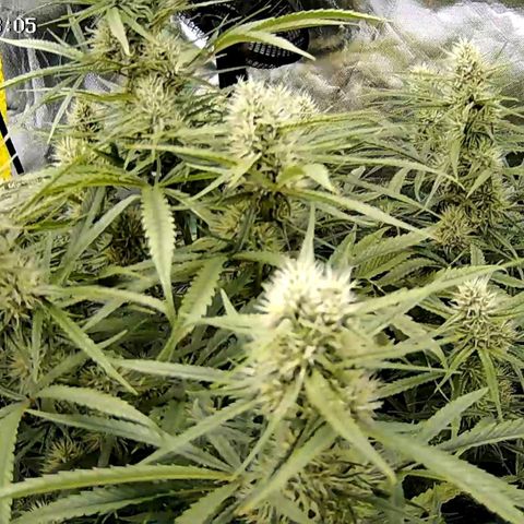 Strawberry Gorilla  growlog timeline photo