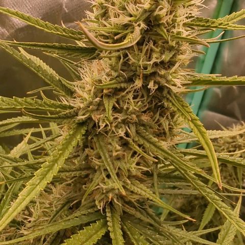 Strawberry Gorilla  growlog timeline photo