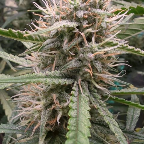 Strawberry Gorilla  growlog timeline photo