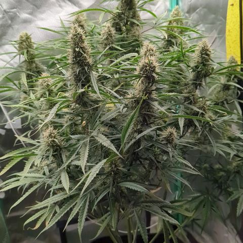 Strawberry Gorilla  growlog timeline photo