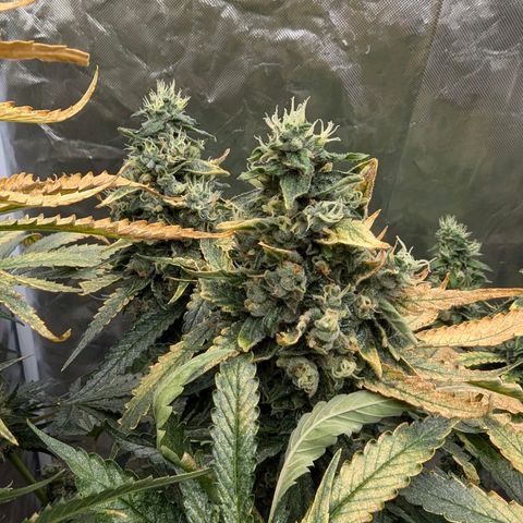 Fat Bastard  growlog photo: So langsam steigt die Gefahr von Schimmel, bei den dicken Buds...