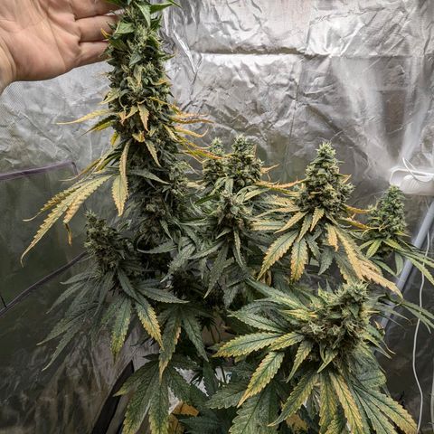 Fat Bastard  growlog photo: So langsam steigt die Gefahr von Schimmel, bei den dicken Buds...