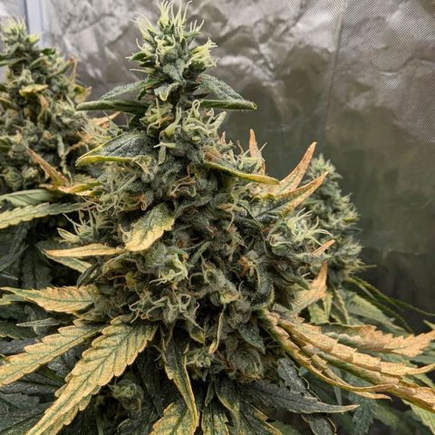 Fat Bastard  growlog photo: So langsam steigt die Gefahr von Schimmel, bei den dicken Buds...