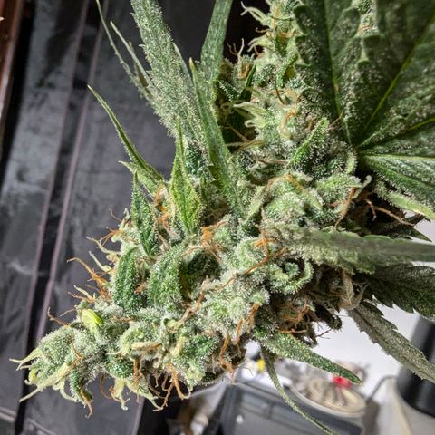 Fat Bastard  growlog photo: So langsam steigt die Gefahr von Schimmel, bei den dicken Buds...