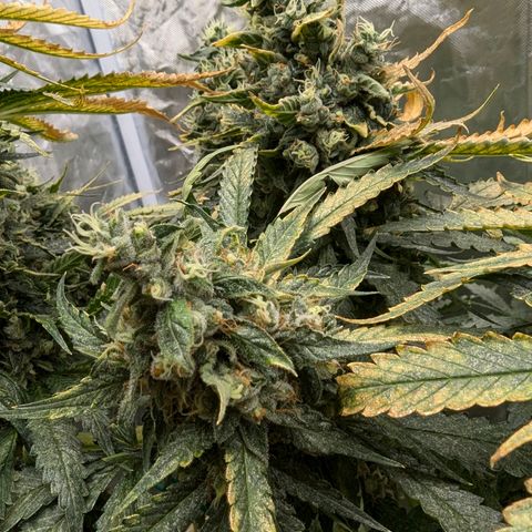 Fat Bastard  growlog photo: So langsam steigt die Gefahr von Schimmel, bei den dicken Buds...