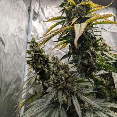 Fat Bastard  growlog photo: So langsam steigt die Gefahr von Schimmel, bei den dicken Buds...