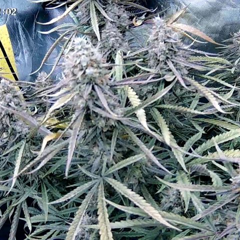 Strawberry Gorilla  growlog photo: Time to harvest 
