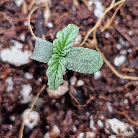 Royal Kush Automatic growlog timeline photo