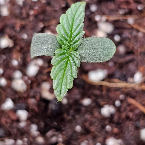Royal Kush Automatic growlog timeline photo