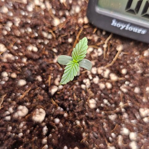 Royal Kush Automatic growlog timeline photo