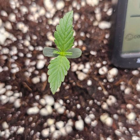 Royal Kush Automatic growlog timeline photo