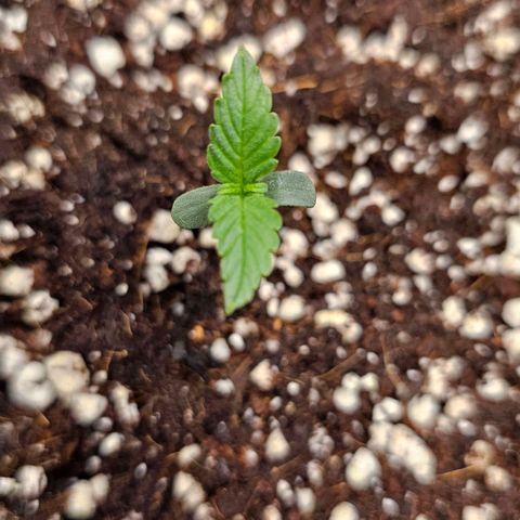 Royal Kush Automatic growlog timeline photo
