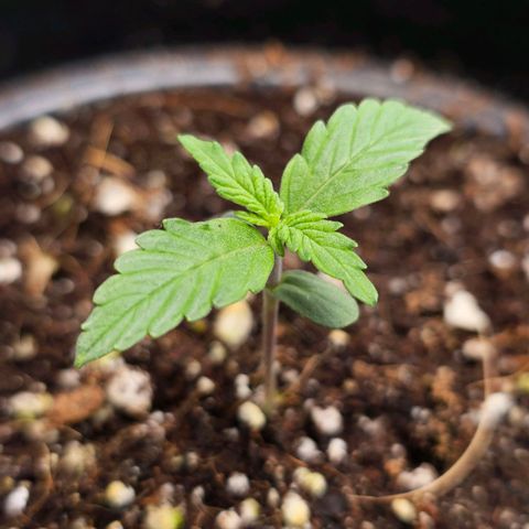 Royal Kush Automatic growlog timeline photo