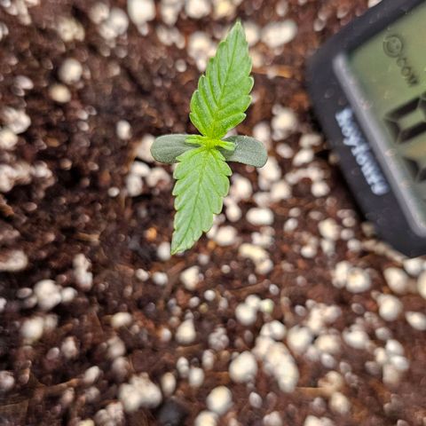 Royal Kush Automatic growlog timeline photo